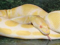 albinofem.jpg