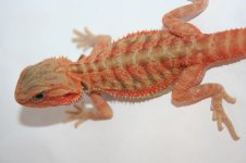 tranhethypomale2.jpg