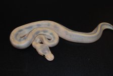 Mimosa Female 2.jpg