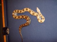 snakes 032.jpg