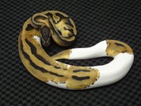 pied male #1.JPG