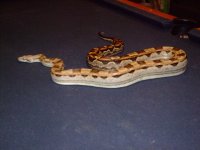 snakes 028.jpg