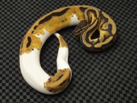 pied male # 1 pic 2.JPG