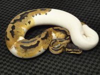 pied #2.JPG