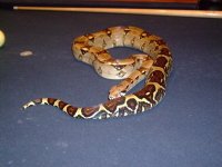 snakes 020.jpg