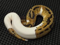 pied male# 2 pic #2.JPG