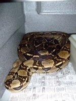 snakes.jpg