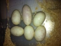 cineggs5-71611.jpg