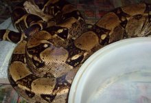 snakes 1000.jpg