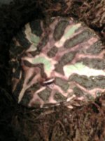 fog6.jpg