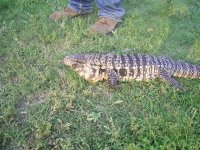 PIC_0040.jpg