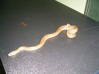 PIC_0046.jpg