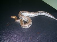 PIC_0048.jpg