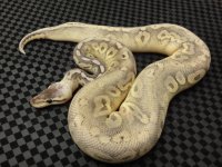 sterling male pic #2.JPG