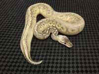 sterling male #1.JPG