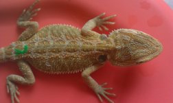 IMAG0779.jpg