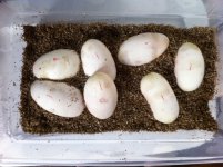 spi3-52811-7eggs.jpg