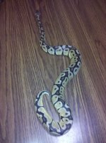 IMG_20110509_134602.jpg