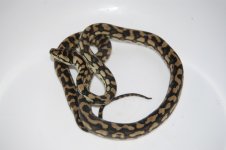 male (2).jpg