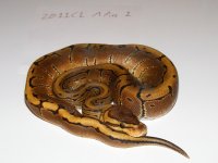 DSCF1243.JPG