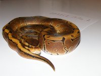 DSCF1244.JPG