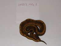 DSCF1242.JPG