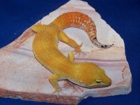 young inferno.jpg