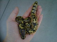 IMG00542-20110816-1034.jpg
