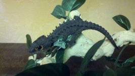 fauna pics 095.jpg