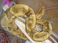 004 hypo male 04.jpg
