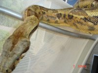002 hypo male 04.jpg