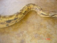 001 hypo male 04.jpg