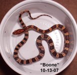 Boone Corn.jpg