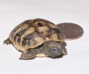 20051018 Herman3.jpg