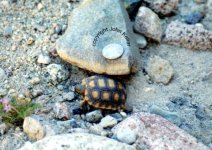 desert tortoise hatchling Medium Web view.jpg
