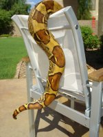 001patty tail fem 04.jpg