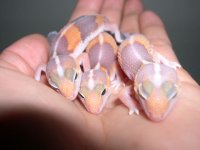 albinofts3hand.JPG