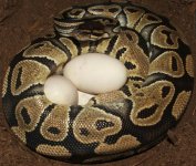 Hairballoneggs.JPG