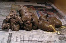Aurora Poop 5-11-06_2.JPG