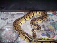 Female pastel-mike shannon.jpg