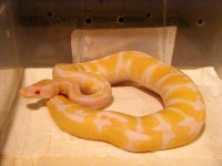 albino 1.jpg