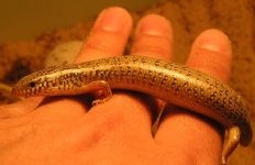 chalcides ocellatus 007.jpg