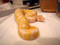 albino_2.jpg