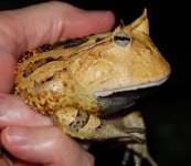 1 A Melissas Frog 038_edited-3.jpg