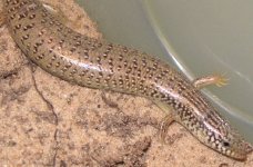 chalcides ocellatus 014.jpg