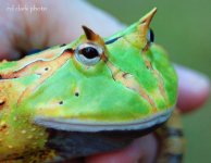 1 A Frog In Hand 016_edited-2.jpg