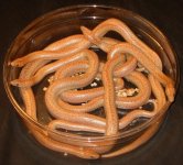 2007 hypo borregos small.jpg