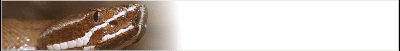 venomous-banner_b2.gif