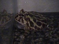 frogs 06 144.jpg
