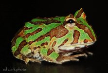! 2-01 red toad 075_edited-2.jpg